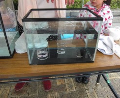 1円玉落とし